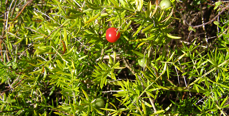 A spiny green bush with red berries.