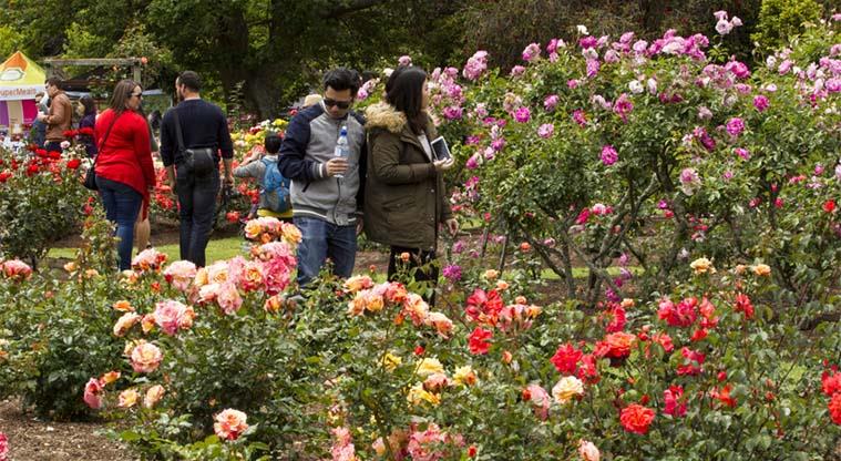 Dove Myer Robinson Park - Enjoy the roses.
