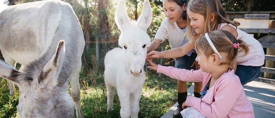 Three young girls petting a baby donkey in a paddock. 