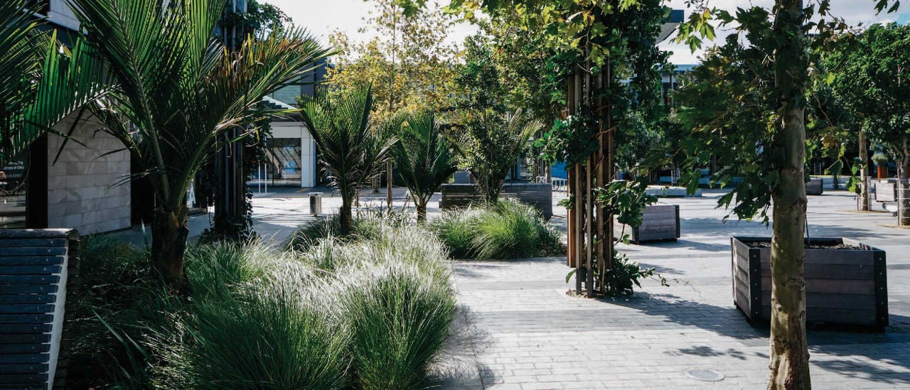 Trees growing in an urban area.