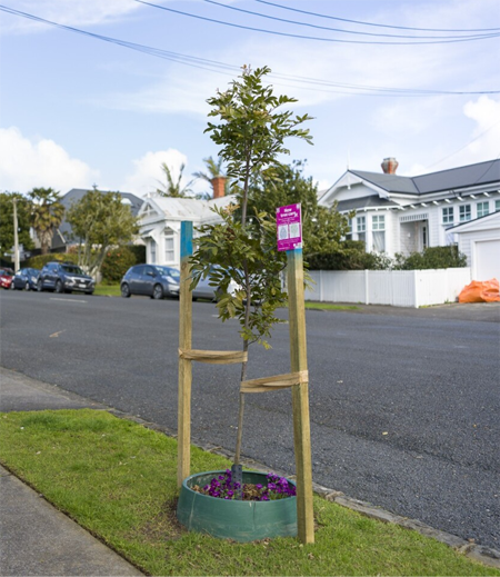 A tree planted on a berm in a residential street, supported by two wooden stakes.
