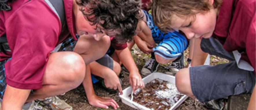A group of children using a macroinverts water testing kit.
