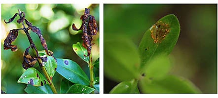  Plant leaves affected by myrtle rust. Leaf of a plant with yellow spores.