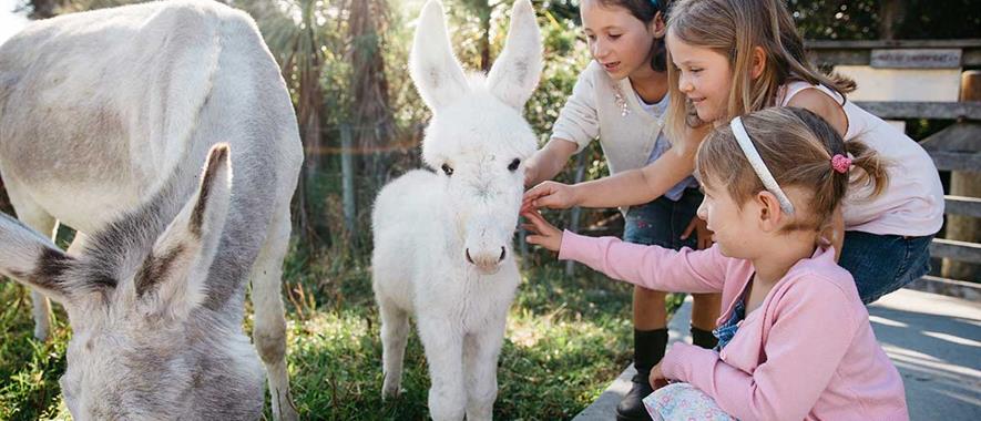 Three young girls petting a baby donkey in a paddock.