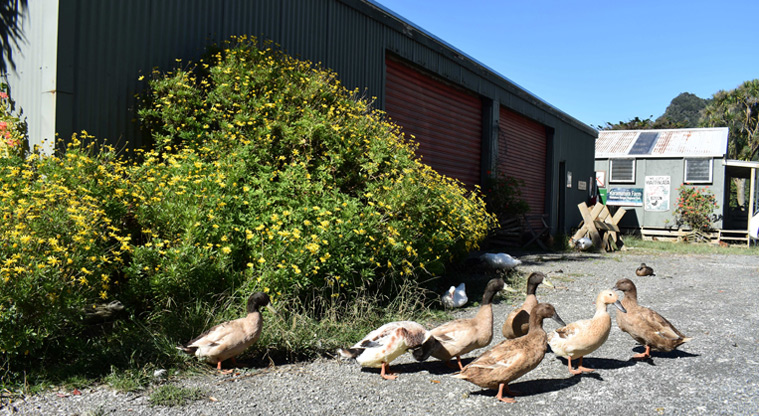 Barn Paddock CSC overnight parking area — Ducks and geese from the farm.