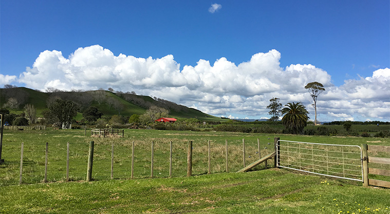 Te Whetuki House - Surrounding park land.