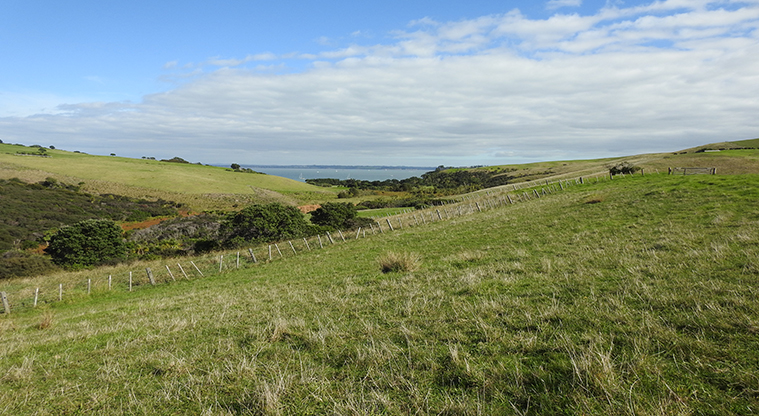 Te Haruhi Bay campground - Camping area.