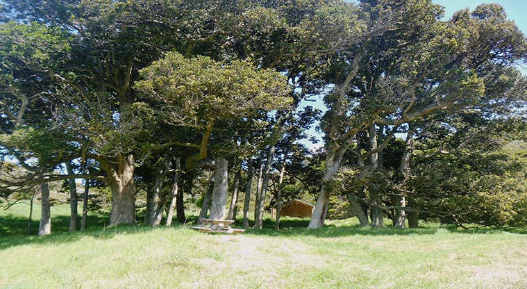 Waikaha Stream campground - Grassed camping area and picnic table.