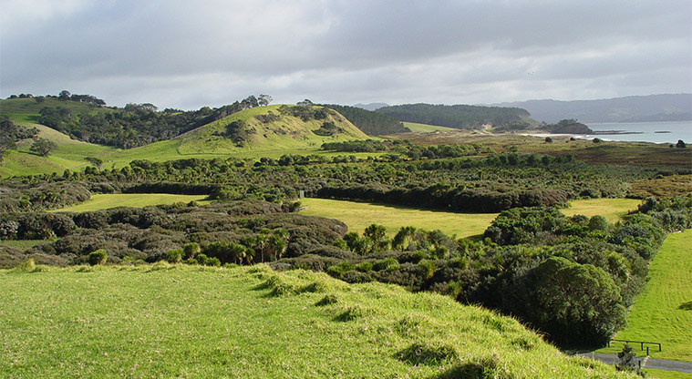 Tawharanui Campground - The campground divided into sections with trees.