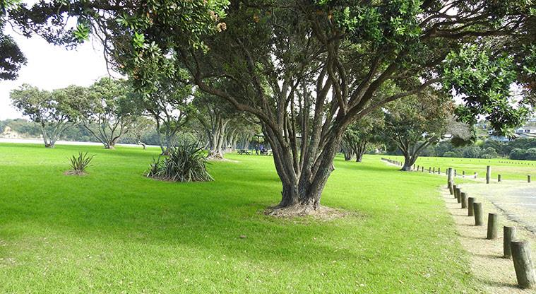 Shakespear Regional Park - Bookable site one with open grassed space and lots of trees.