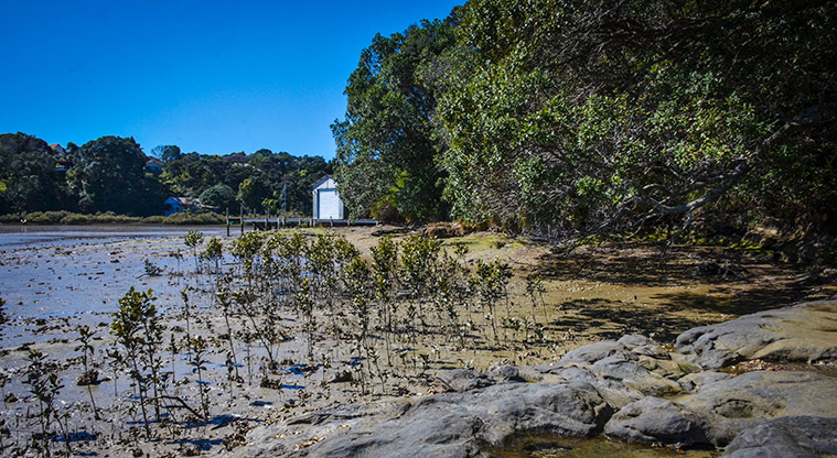 Aeroview Esplanade Reserve - Tree and rocks at the waters edge. Photo credit: Aleksandar Ćirilović.