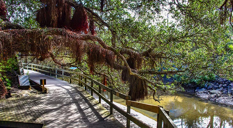 Waiake / Aickin Reserve - Section of the boardwalk along the creek. Photo credit: Aleksandar Ćirilović.