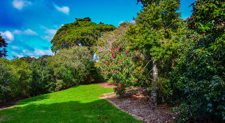 Waiake / Aickin Reserve - Open grassed area with trees. Photo credit: Aleksandar Ćirilović.