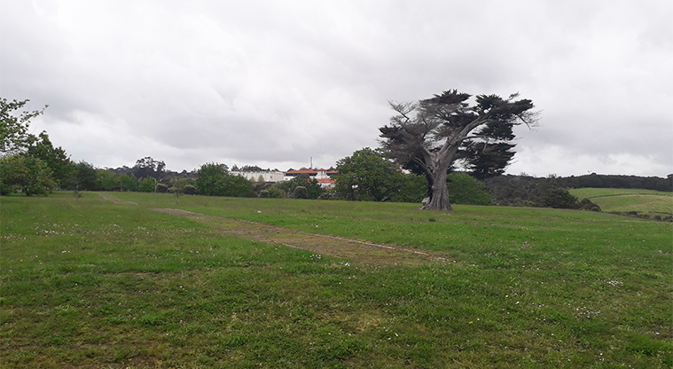 Albany Domain - Open space with trees and Massey University Campus in the background.