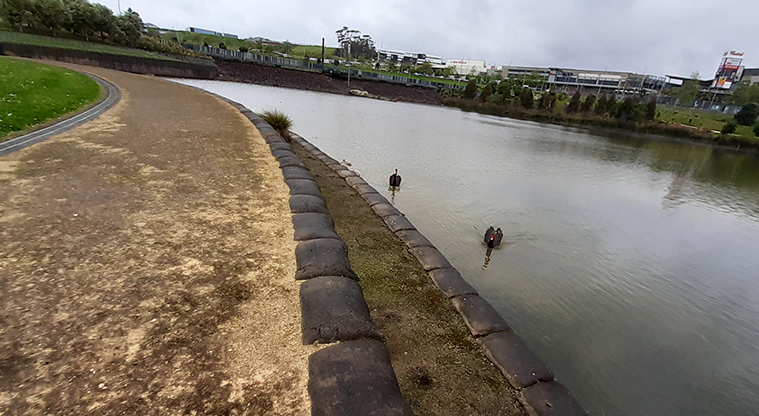 Albany Lakes Reserve - Lake and swan.