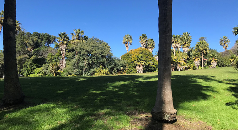 Alberon Reserve - View from under two large palms.