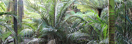 Alice Eaves Scenic Reserve