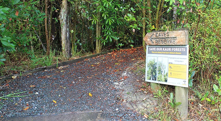 Alice Eaves Scenic Reserve - Hillcrest Road entrance. Photo credit: M Loubser.
