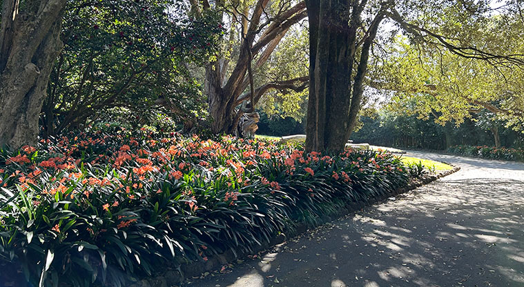Alice Wylie Reserve - Section of one of the flower gardens under the trees. Photo credit: S Hulse.