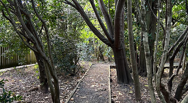 Alice Wylie Reserve - A section of the little hidden path at the back of the reserve. Photo credit: S Hulse.