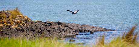 Ambury Regional Park