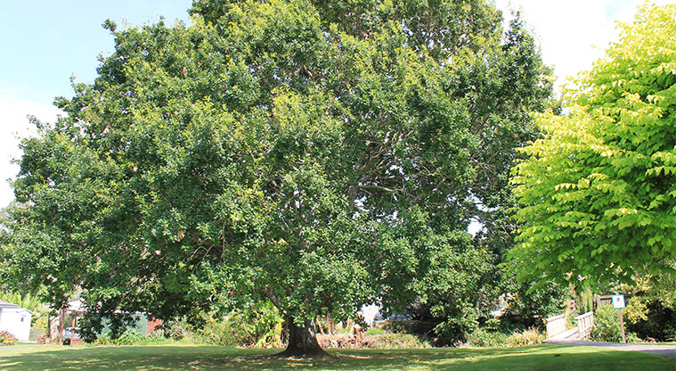 Arkles Strand Reserve - Large tree. Photo credit: M Loubser.