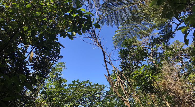 Ayr Reserve - Looking up through the tree canopy.
