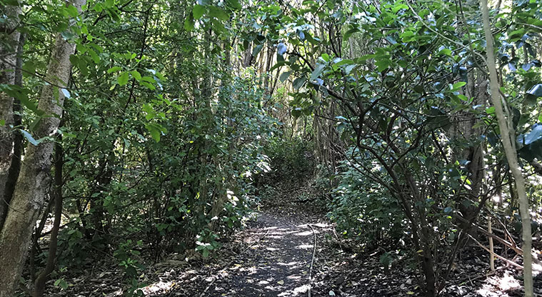 Ayr Reserve - Section of path through the bush.