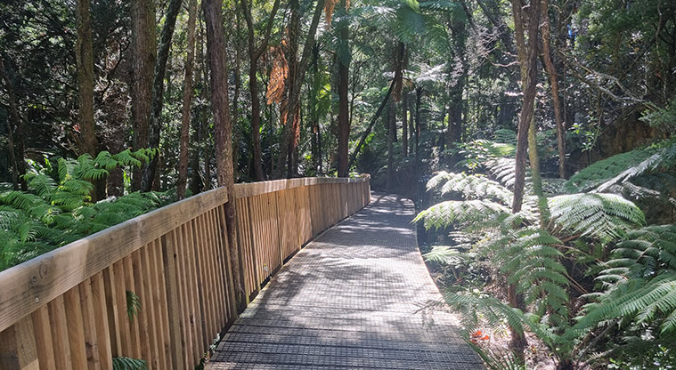 Birkenhead War Memorial Park - A section of accessible board walk through the bush.