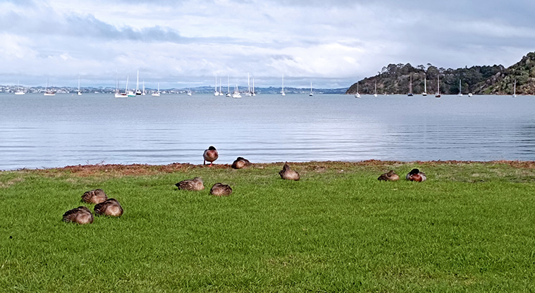 Blackpool Beach - Ducks resting on the grass with the bay and boats in the background. Photo credit: K Sumner.