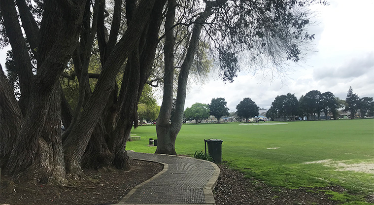 Bledisloe Park - Boardwalk under the trees and sports fields.