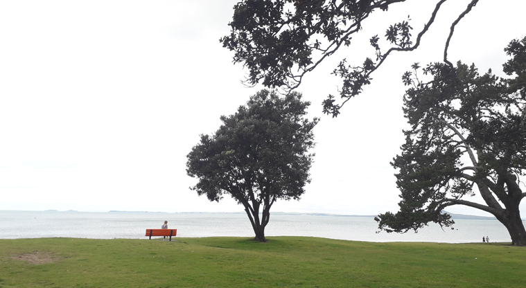 Browns Bay Beach Reserve - Bench seat and trees with the beach in the background. Photo credit: T Hodder.