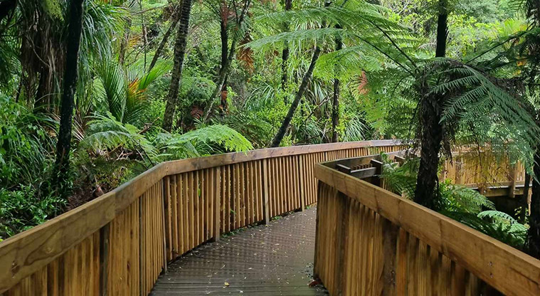 Te Piringa / Cascade Kauri, Waitākere Ranges Regional Park - Section of boardwalk through the Lower Te Piringa Walk. Photo credit: G Browne.