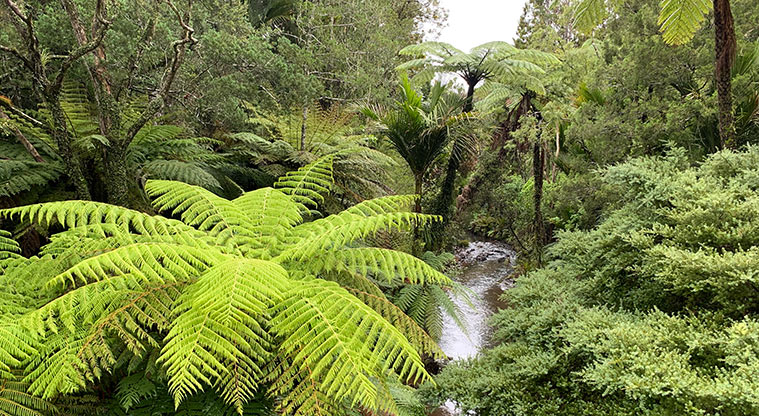 Te Piringa / Cascade Kauri, Waitākere Ranges Regional Park - Section of the Waitākere River flowing through the bush.