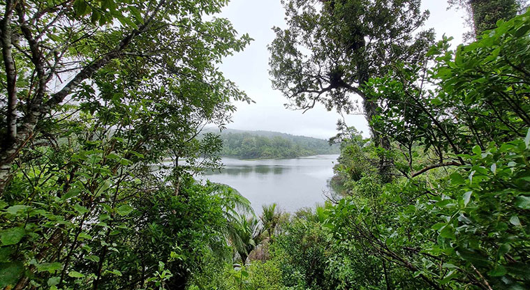 Te Piringa / Cascade Kauri, Waitākere Ranges Regional Park - Looking through trees and across the Waitākere Dam. Photo credit: G Browne.