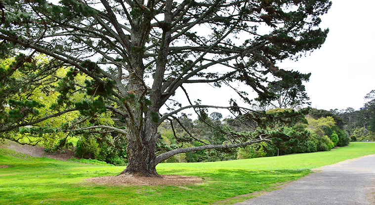 Chelsea Estate Heritage Park - Large old tree. Photo credit: Aleksandar Ćirilović.