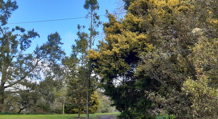 Chelsea Estate Heritage Park - Section of large trees.