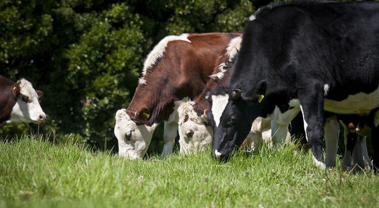 Churchill Park - Cows eating grass.