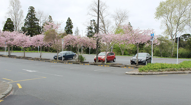 Cranwell Park - Section of the car park with trees in blossom down the middle.