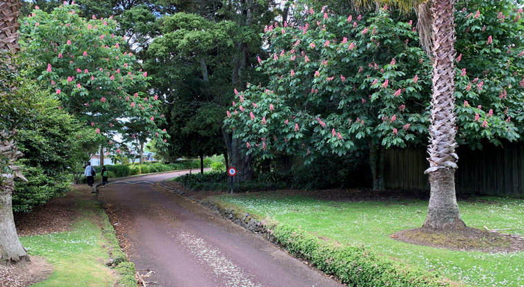 David Nathan Park - Section of the driveway through the trees.
