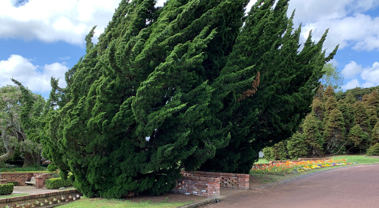 David Nathan Park - Section of the gardens with large trees and the driveway.