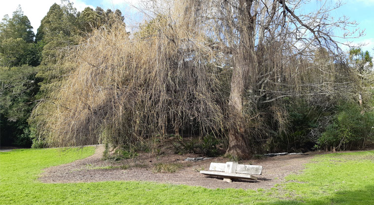 Dingle Dell Reserve - Park bench in front of a large weeping willow tree.