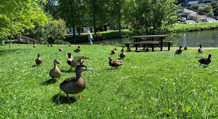 Ernies Reserve - A group of ducks on the grass with the pond and trees in the background.