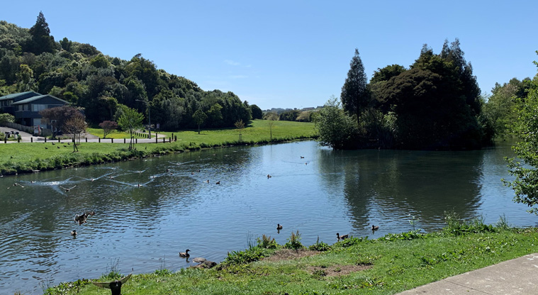 Ernies Reserve - Large section of the pond with lots of ducks swimming in it.