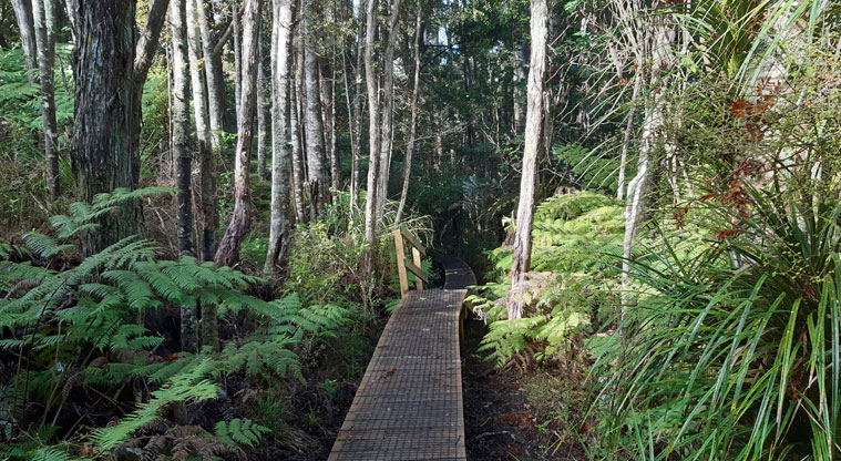 Eskdale Reserve - Section of raised boardwalk through the bush.