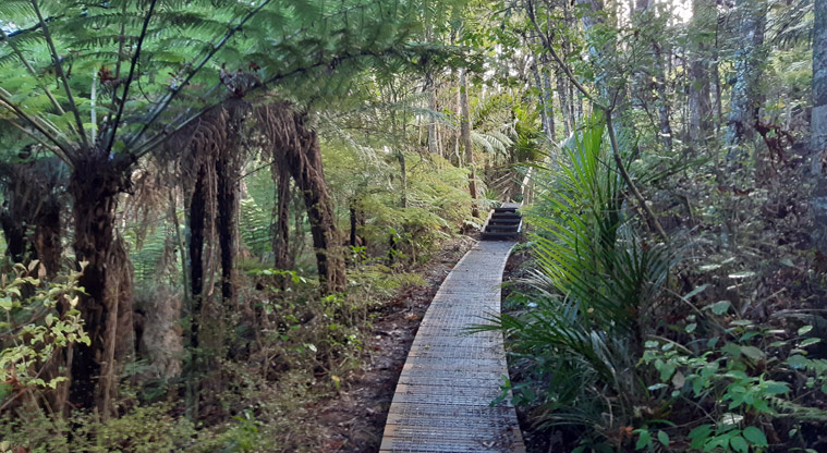 Eskdale Reserve - Section of raised boardwalk leading to some steps.