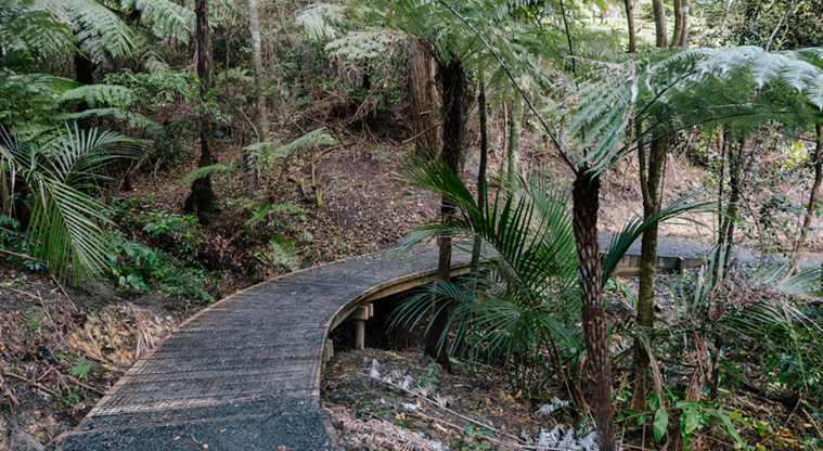 Eskdale Reserve - A section of raised boardwalk through bush.