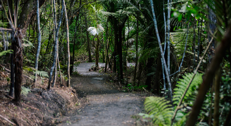 Eskdale Reserve - A section of one of the tracks through bush.