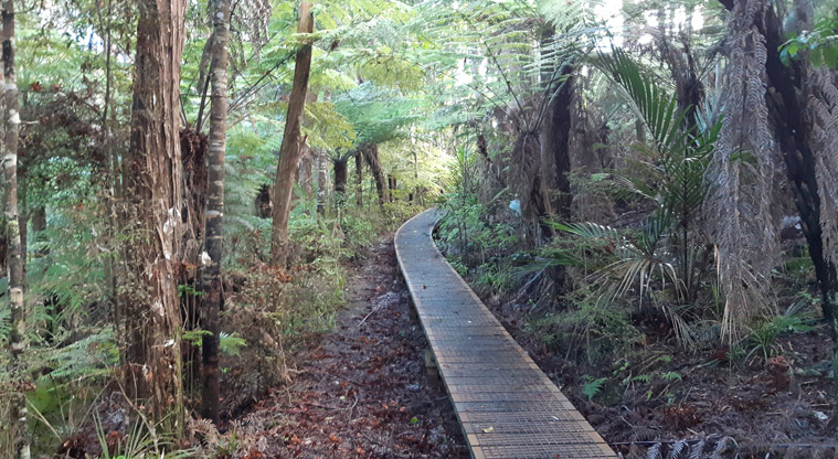 Eskdale Reserve - Section of raised boardwalk through the bush.
