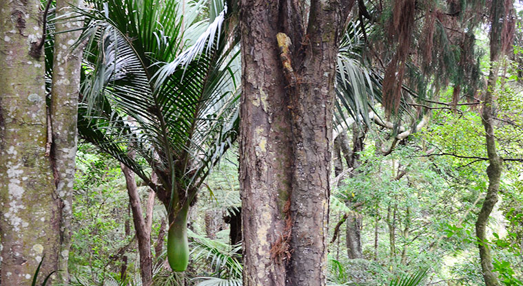 Fernglen Reserve - Section of bush. Photo credit: Aleksandar Ćirilović.